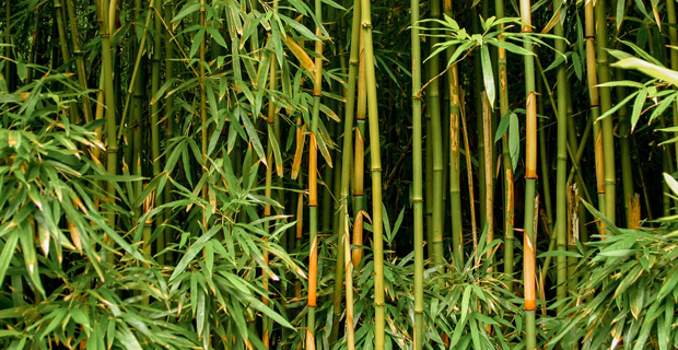 Caratteristiche della pianta di bambù